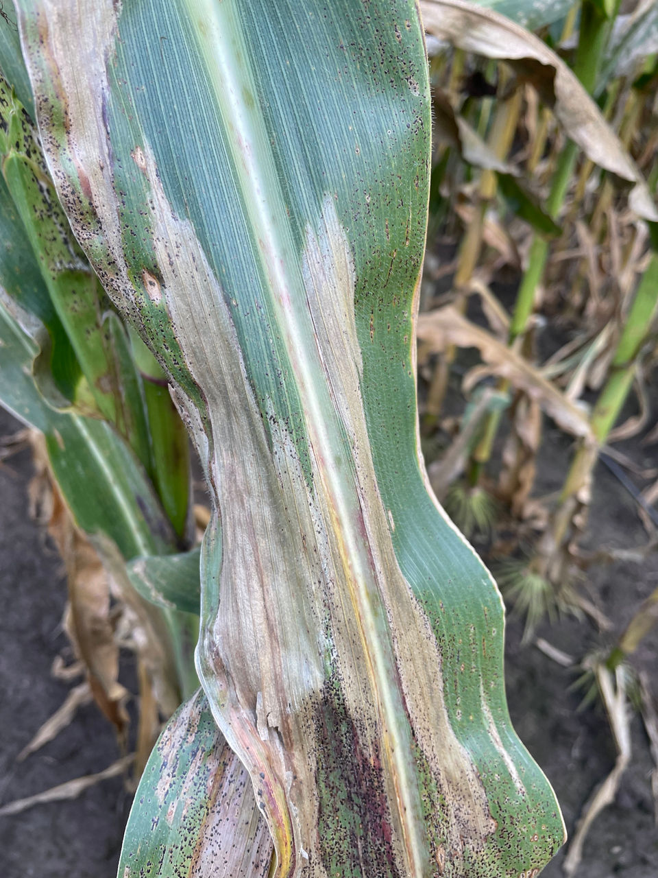 Tar Spot and Northern Corn Leaf Blight