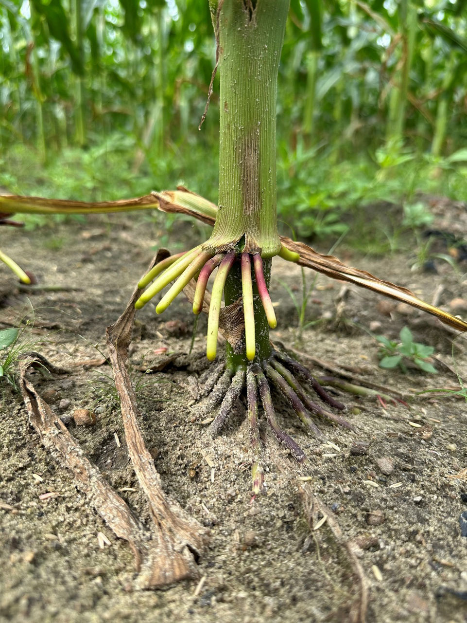 Corn Brace Roots and Overall, Root Function | Crop Science US