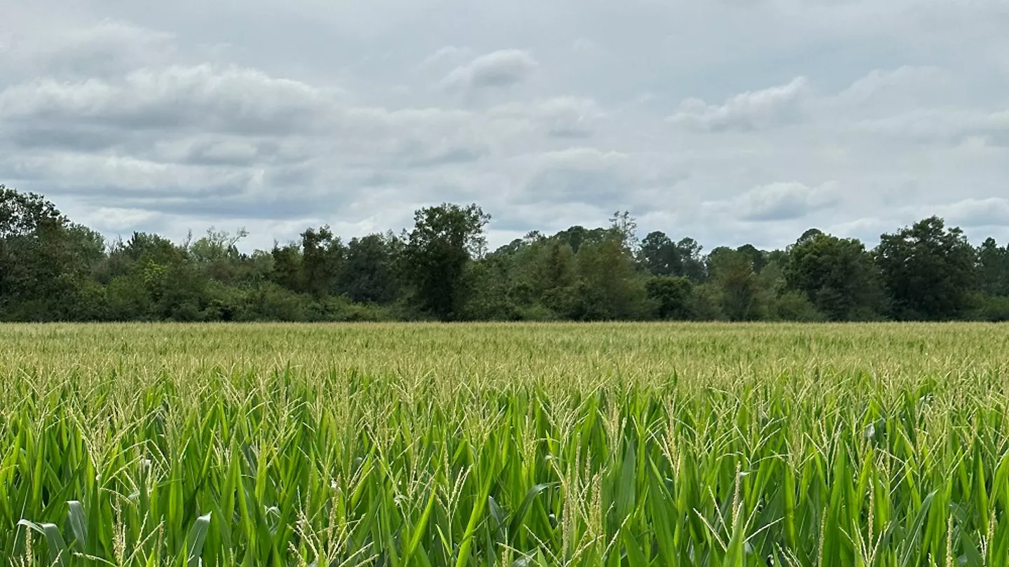 Can Planting Corn Later Affect Disease Risk?