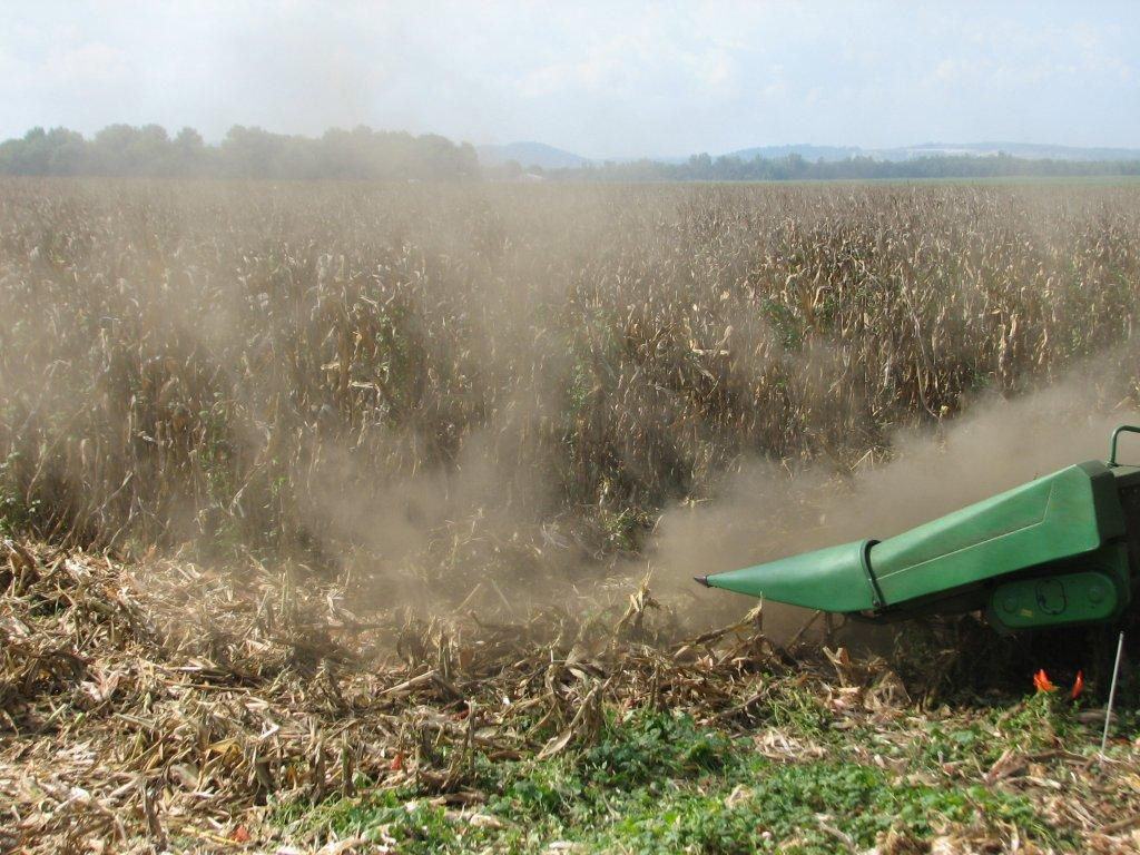 Dust surrounding the combine head because of saprophytic fungi on corn