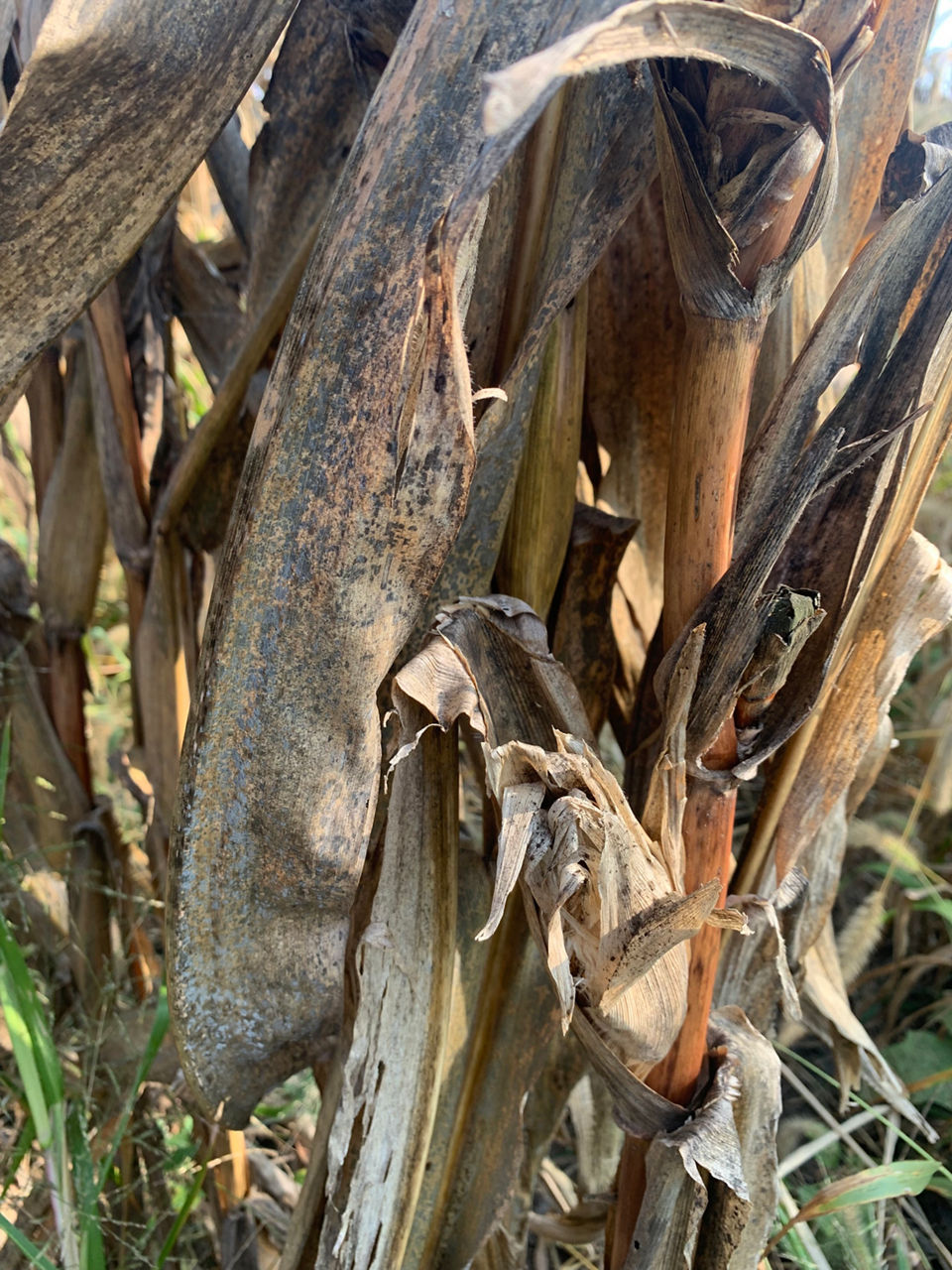 Saprophytic fungi on mature corn leaves. 