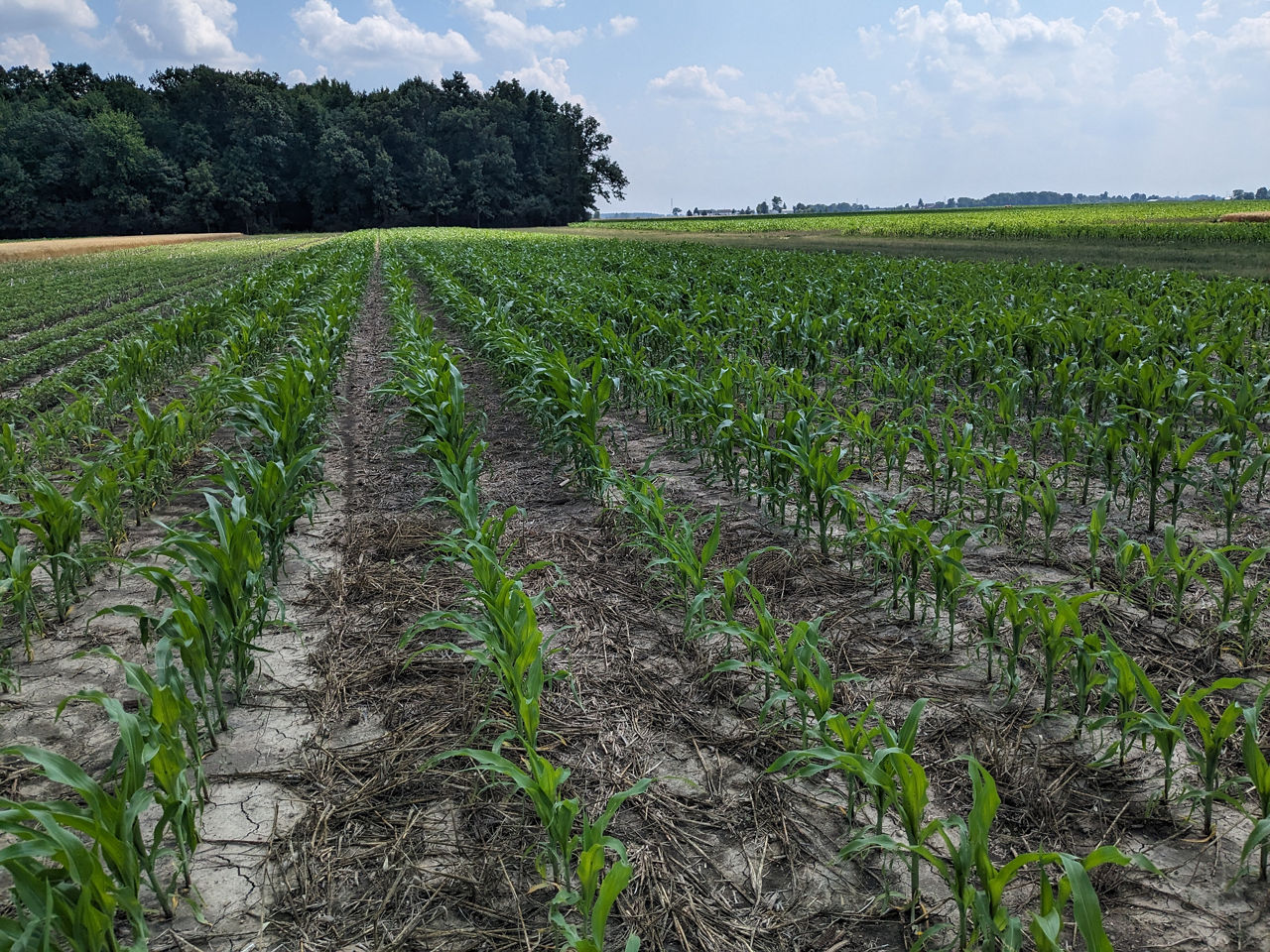 In this field in Ohio, moisture consumed by the cover crop early in the spring likely impacted early growth, as shown by the stunted plants in the foreground, compared to no cover crop in the background. 