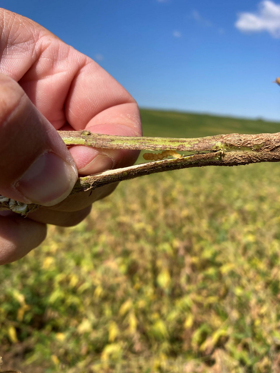 . Dectes stem borer larva with accordion appearance in soybean stem