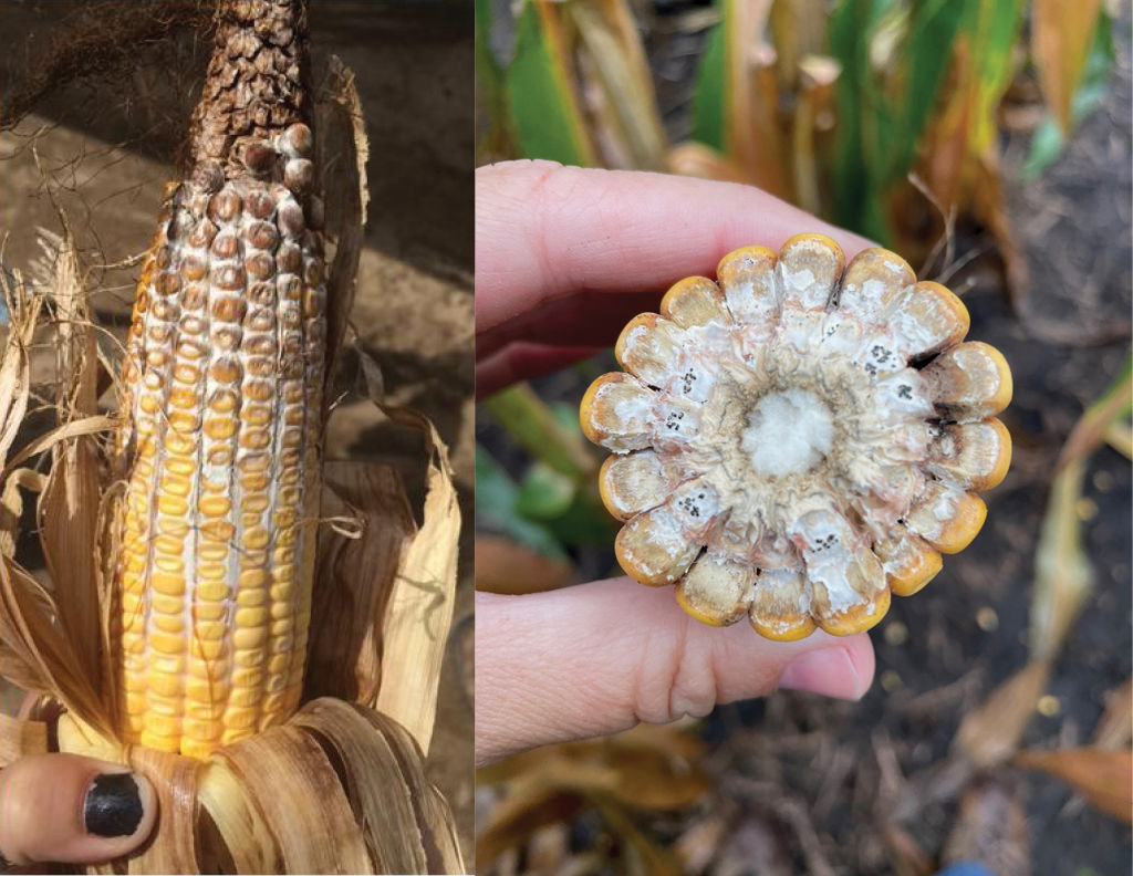 Diplodia ear rot with pycnidia observed in the kernels of cob on the right. 
