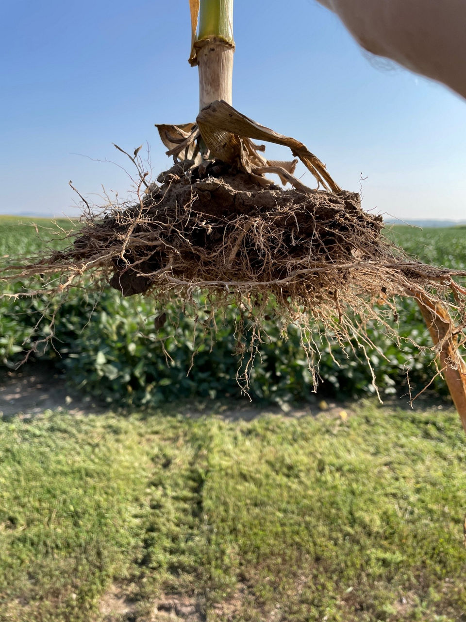 Corn root showing about 3-4 inches of root growth and then compaction layer leading to a pancake root effect.