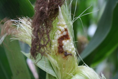 European corn borer larvae. 
