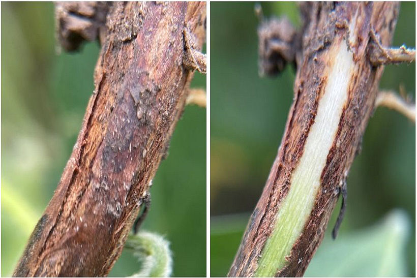 Red discoloration of the lower stem. Left-surface tissues. Right-healthy tissue just below the epidermis. 