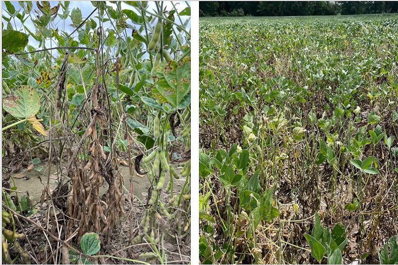 Soybean plant killed by red crown rot (RCR-left) and a field with a high incidence and severity of RCR (right). 
