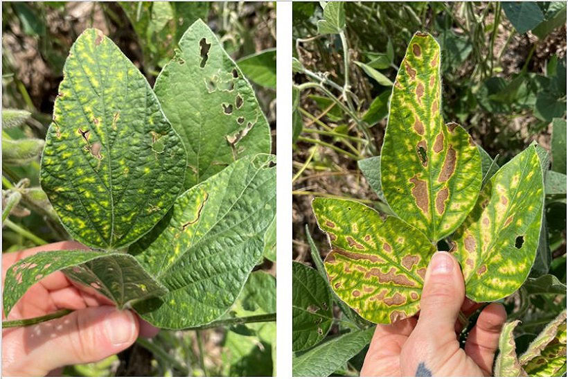 Early (left) and later (right) foliar symptoms of soybean red crown rot. Note the similarity to sudden death syndrome foliar symptoms. 