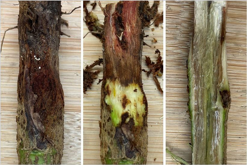 Red discoloration of the lower stem associated with red crown rot (RCR). Surface tissues (left). Discoloration just below the epidermis (middle). Internal discoloration of stem tissue (right). 