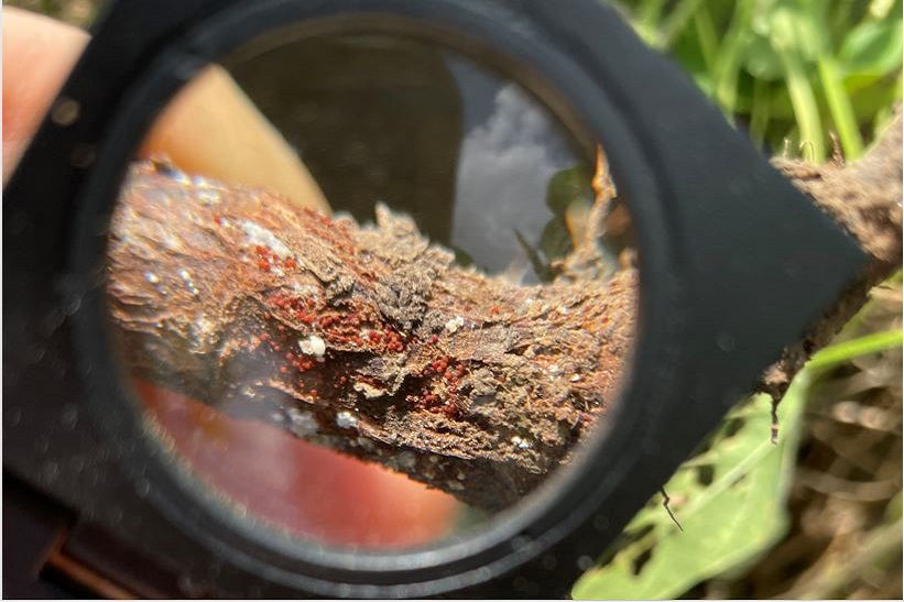 Perithecia of Calonectria ilicicola. These structures are diagnostic for red crown rot. 