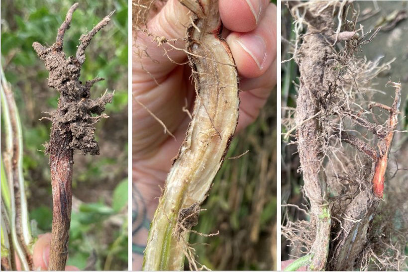 Root rot associated with red crown rot. 