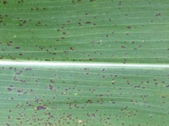 Tar spot of corn