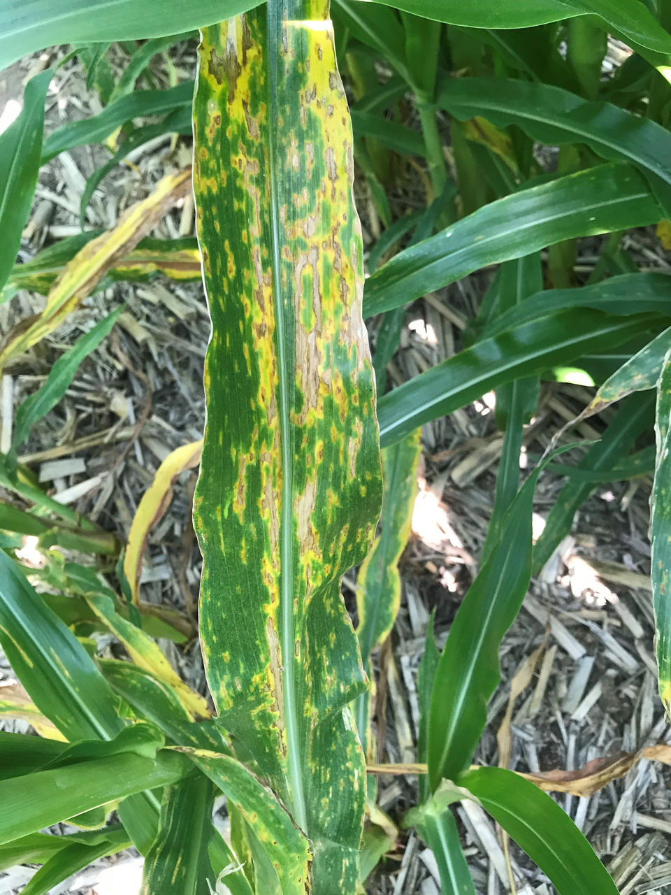 Bacterial Leaf Streak