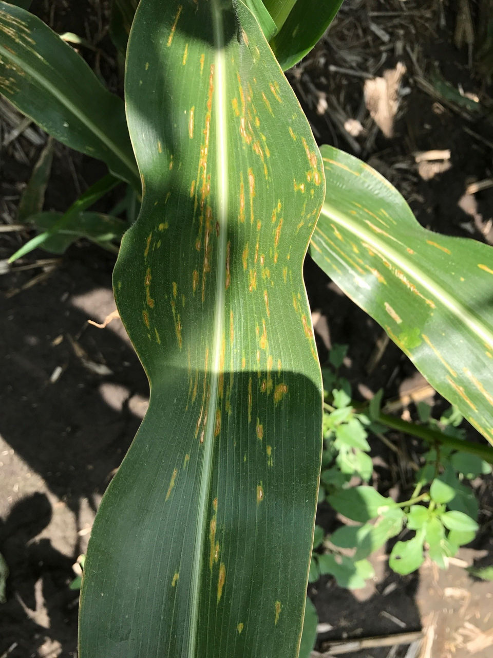 Bacterial Leaf Streak