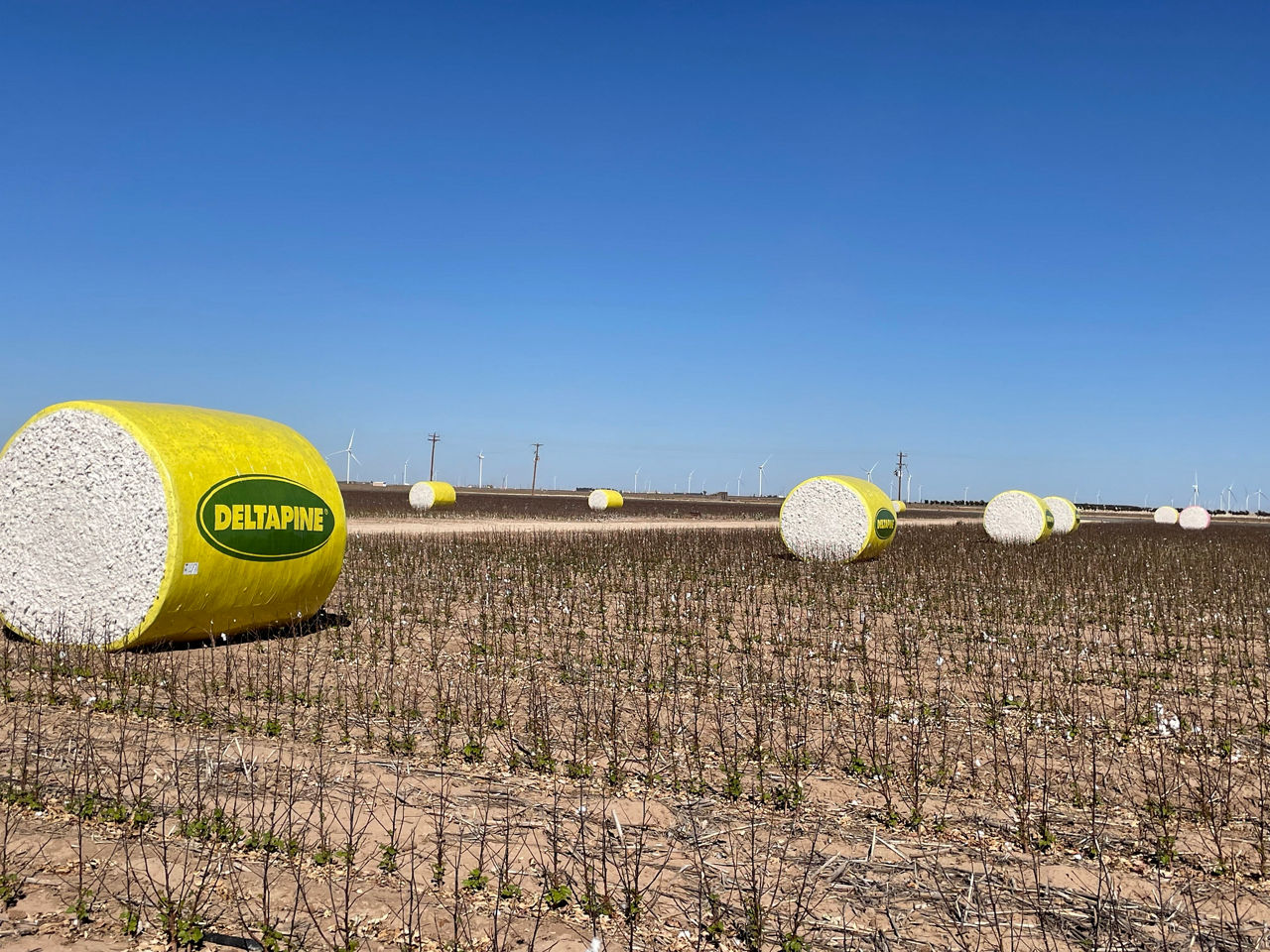 Round cotton bales wrapped in plastic.