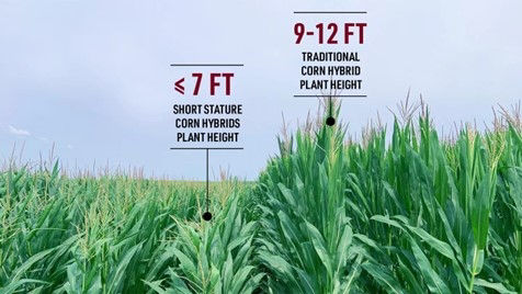 Height difference in Preceon™ corn vs. traditional corn. 