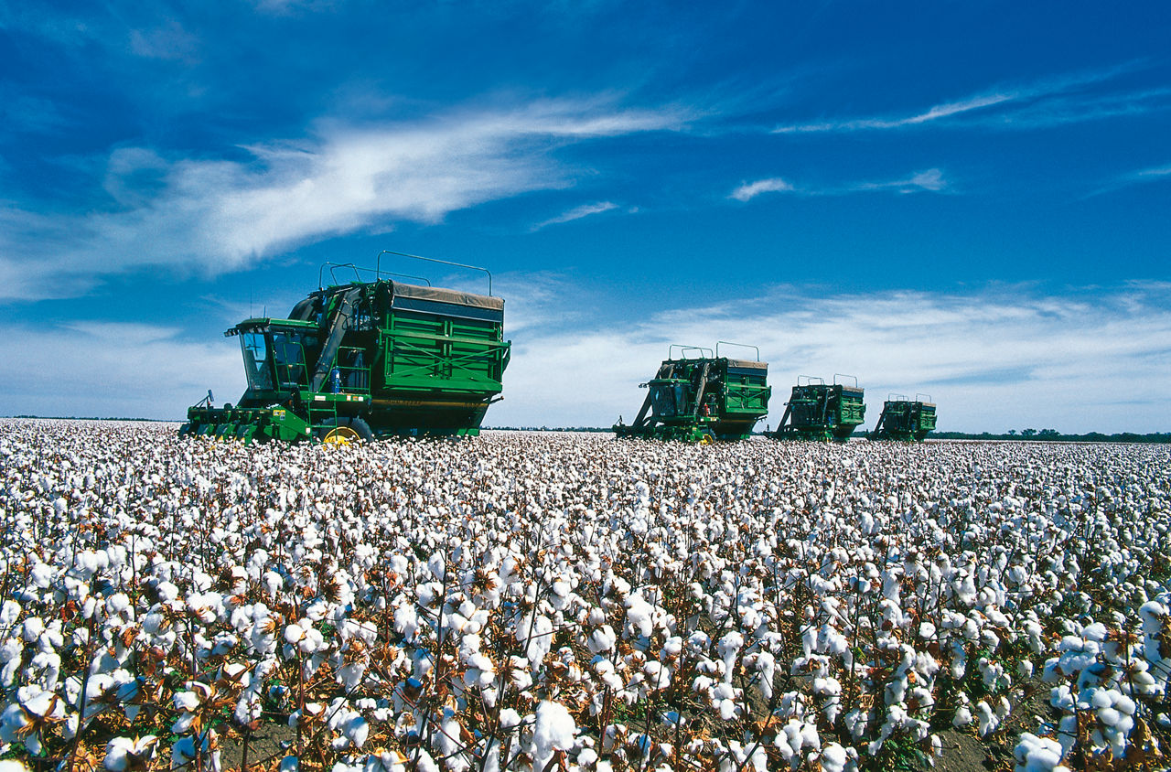  Cotton harvest.