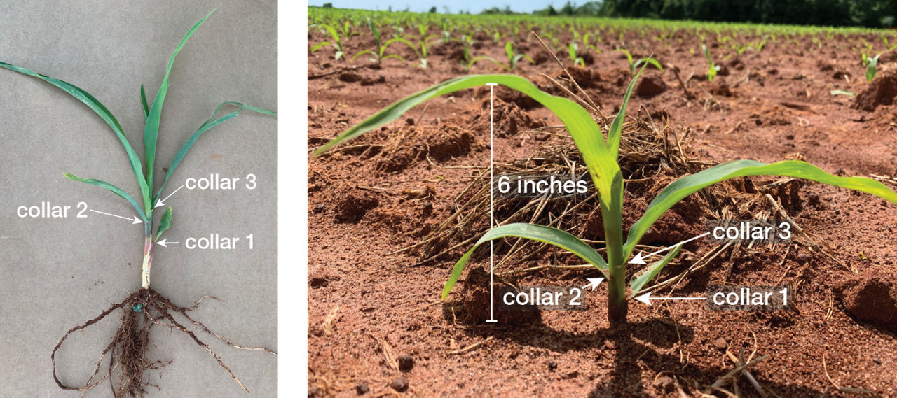 Corn plants in the V3 growth stage showing 3 visible leaf collars and a plant height of 6 inches measured from the soil surface. 