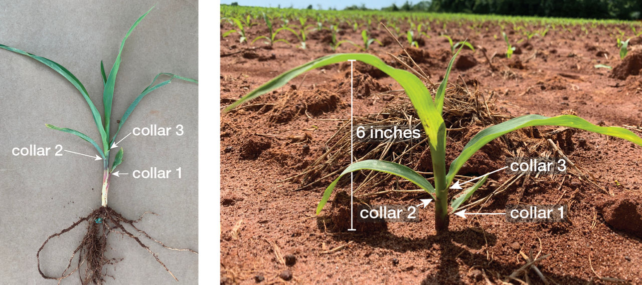 Corn Replanting Process for Southern United States | Crop Science US