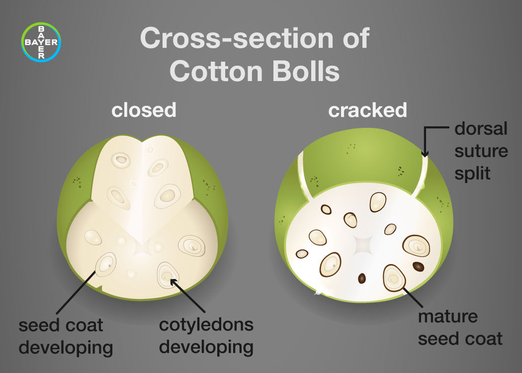 A cross-section of a closed boll with immature seeds (left) and a cracked boll with mature seeds (right). 