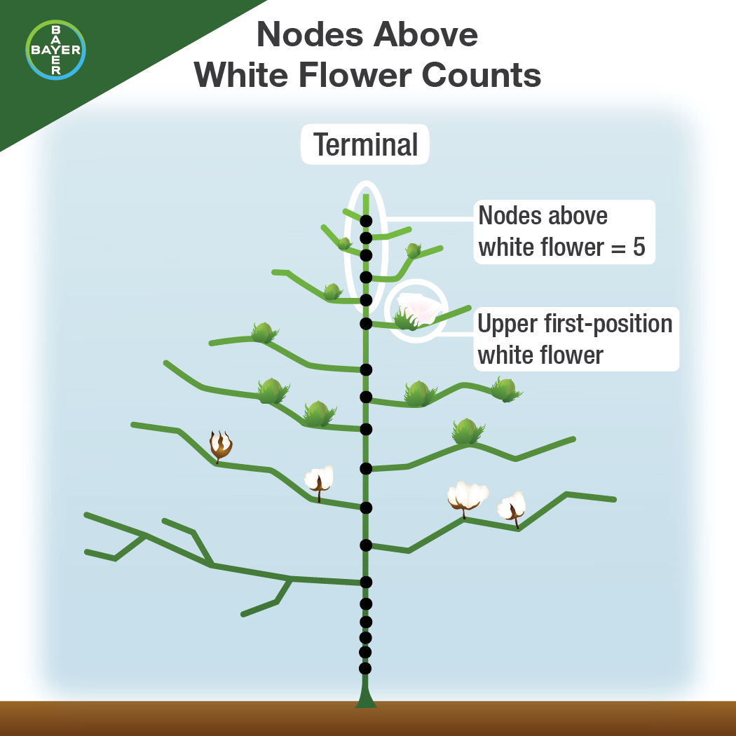 Demonstration of how to determine the number of nodes above white flower.