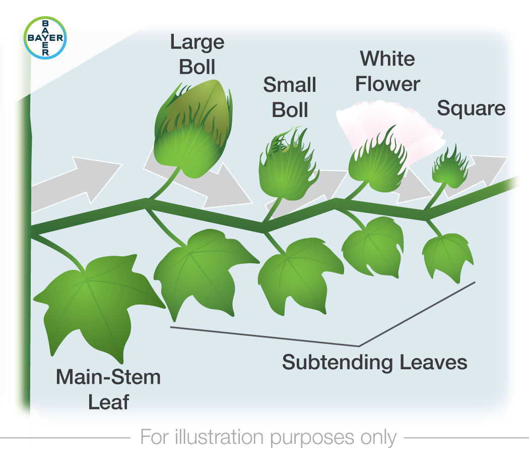 Cotton Growth and Development