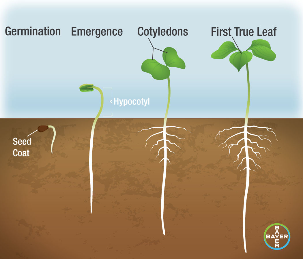 Cotton germination through first true leaf. 