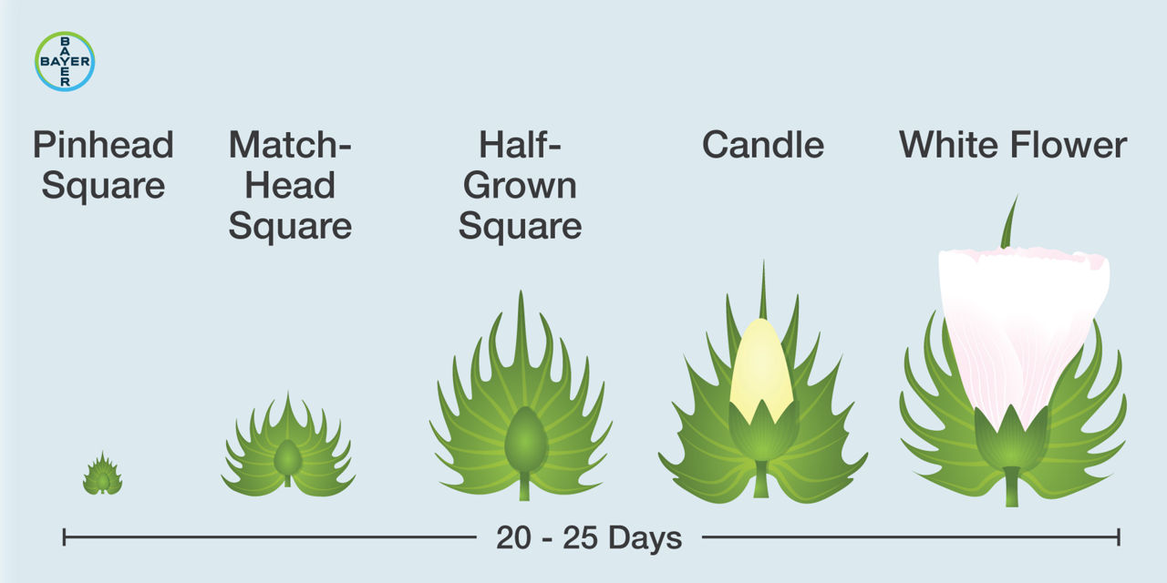 Cotton bud development from pinhead square to white bloom. 