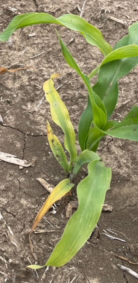 Striped corn leaves caused by herbicide carryover