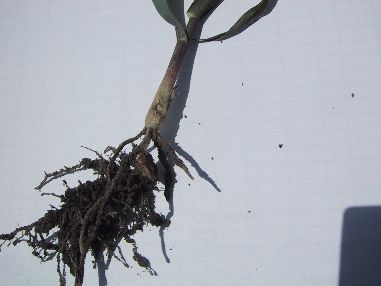 Wireworm feeding hole on corn seedling coleoptile