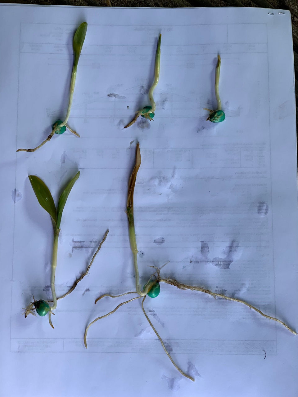 Starter fertilizer injury to corn seedling roots