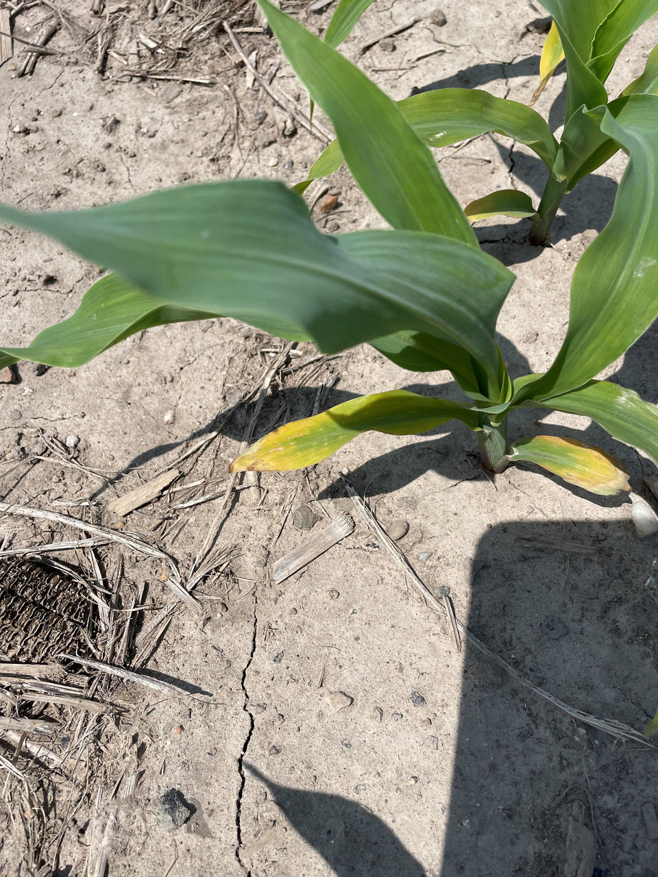 Potassium Deficiency in Corn