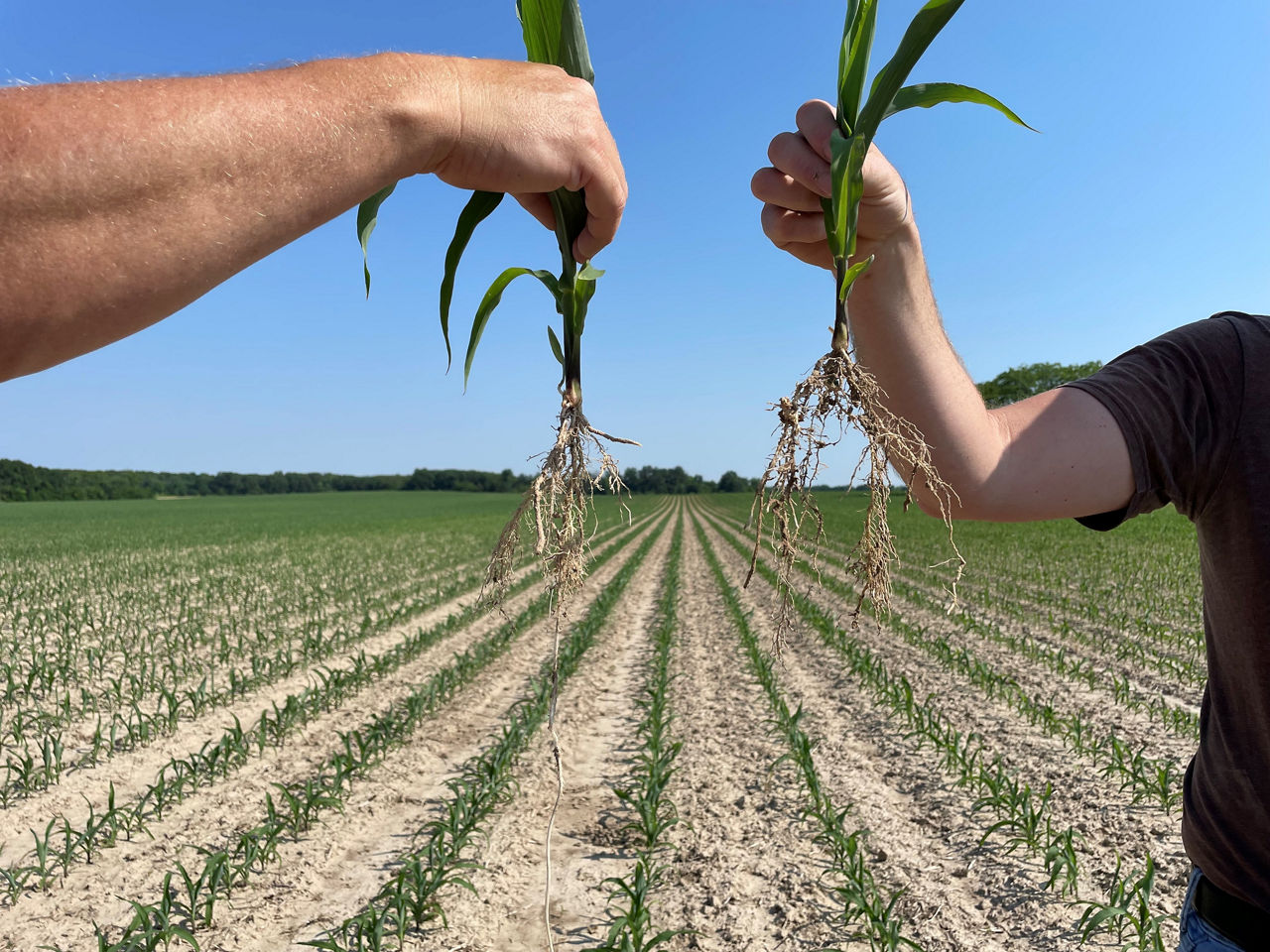 Comparison of compacted (left) and a normal (right) seedling root system.