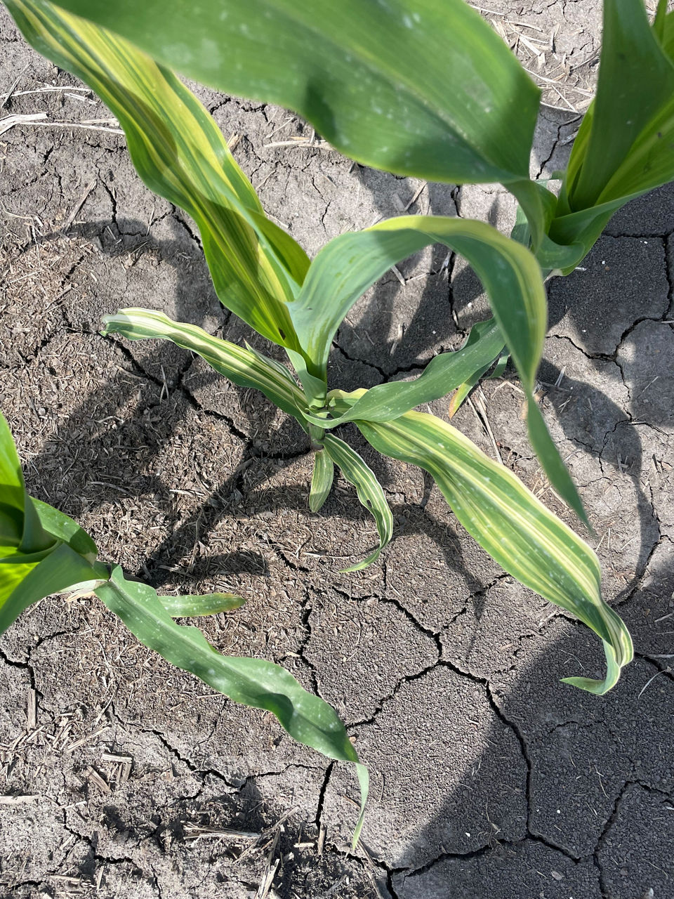 Characteristic yellow striping resulting from sulfur deficiency. 