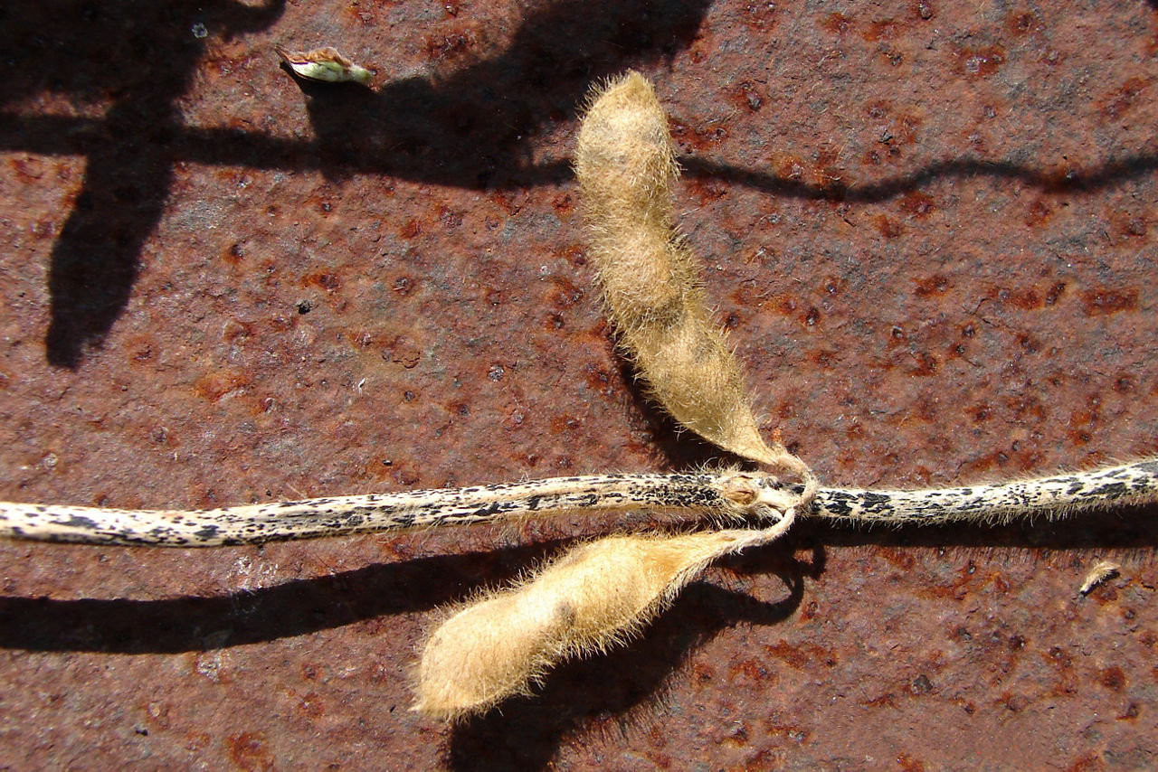 Soybean stem with characteristic symptoms of anthracnose stem blight. 