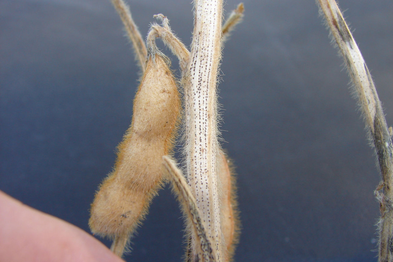 Linear rows or raised black specks or pycnidia are characteristic symptoms of pod and stem blight.