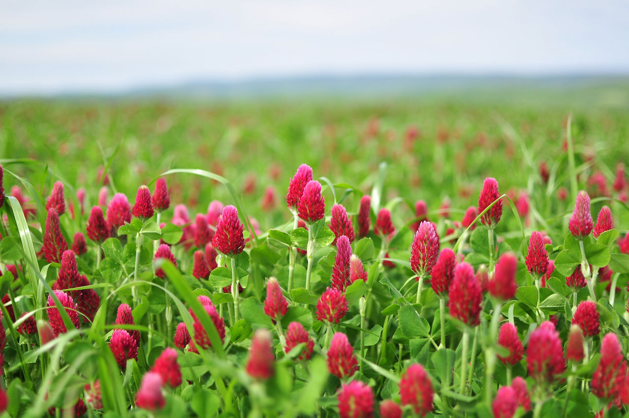 Cover crop