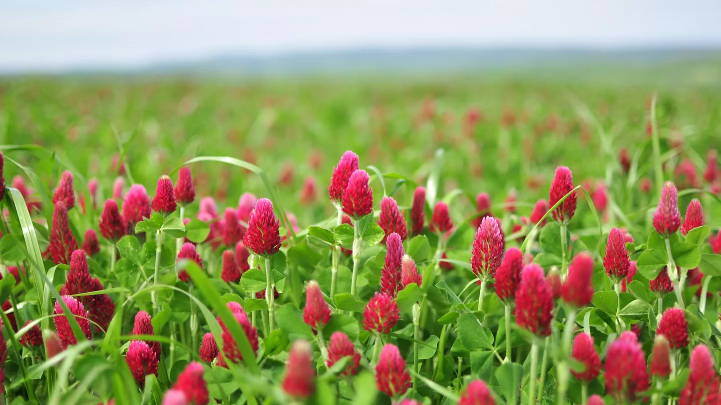 Cover Crops and the Residual Activity of Bayer Corn and Soybean Herbicides