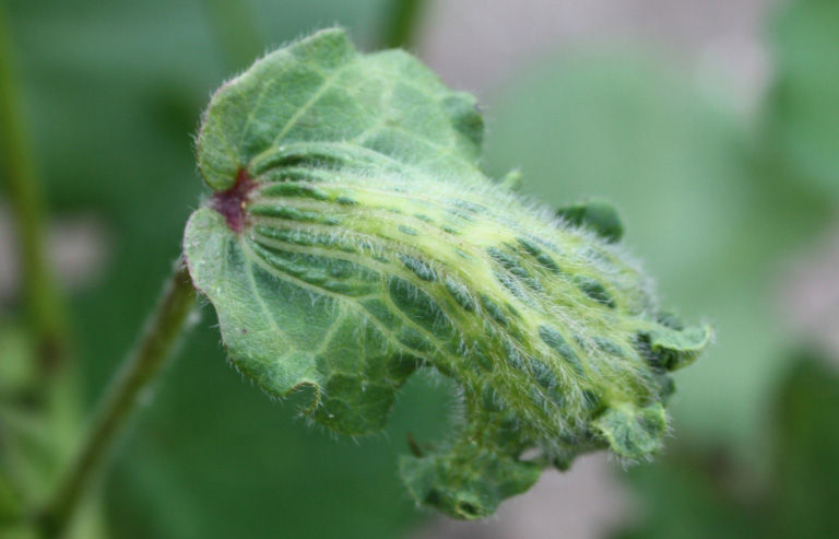 Figure 7. Cotton leaf showing distinctive strapping from 2,4-D. 