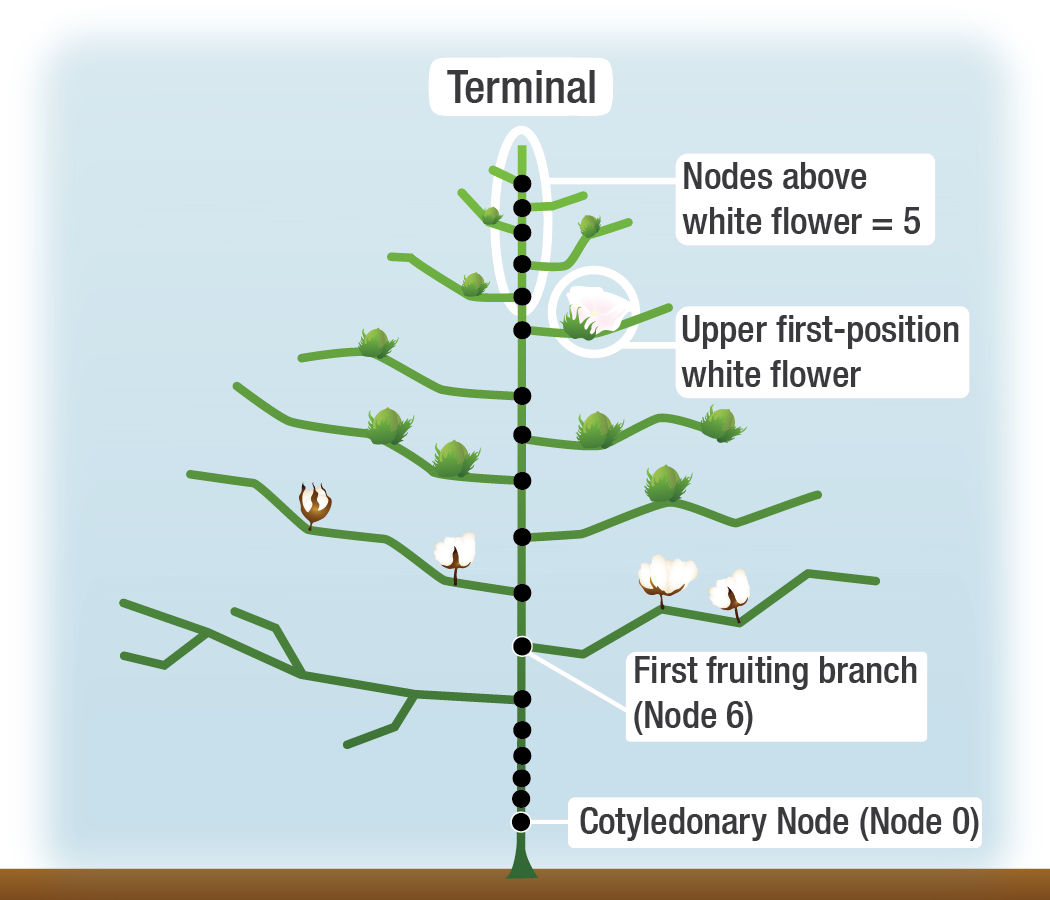 location of the terminal on a cotton plant.