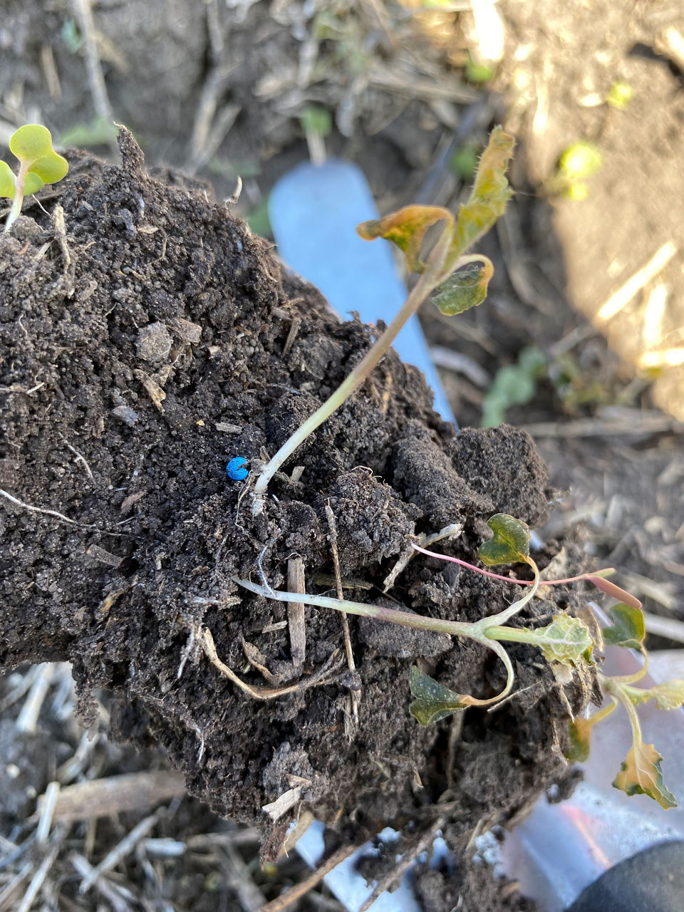 Young canola that was injured due to frost. This crop recovered from the frost.