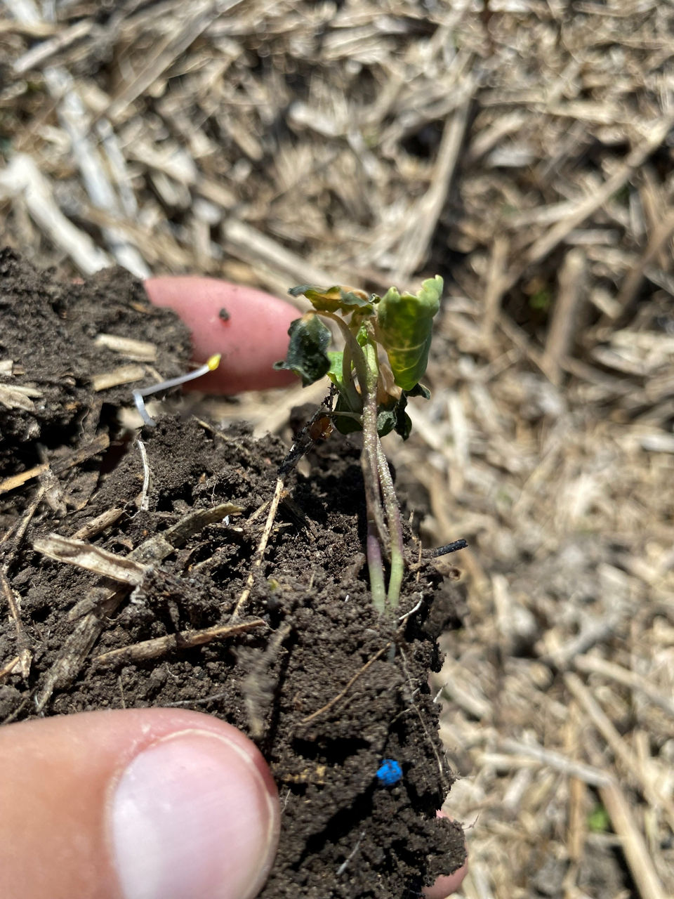 Young canola that was injured due to frost. Young canola that was injured due to frost. This crop recovered from the damage.