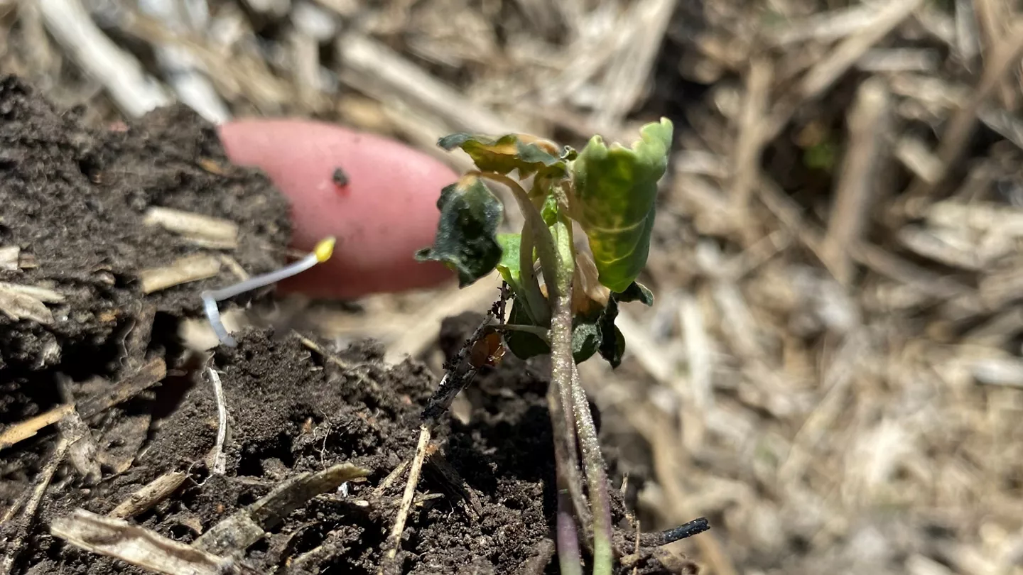 Impact of Frost on Young Canola