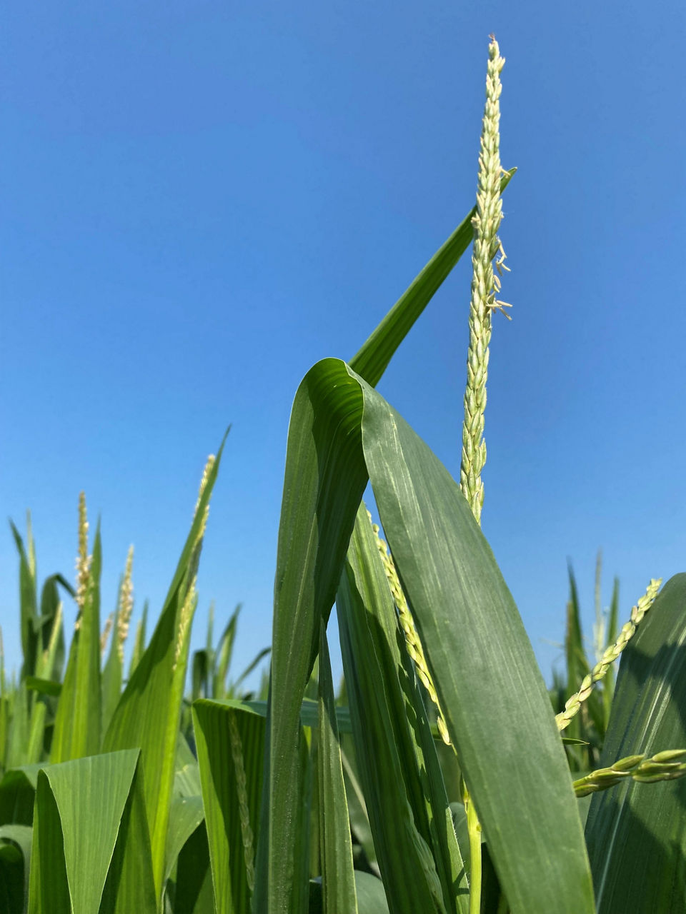 Figure 1. Beginning pollen shed in the middle of the primary tassel branch.