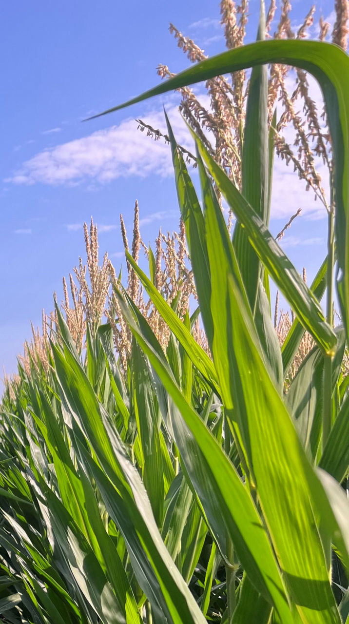 Figure 2. Full pollen shed with primary and secondary branches shedding. AEM 