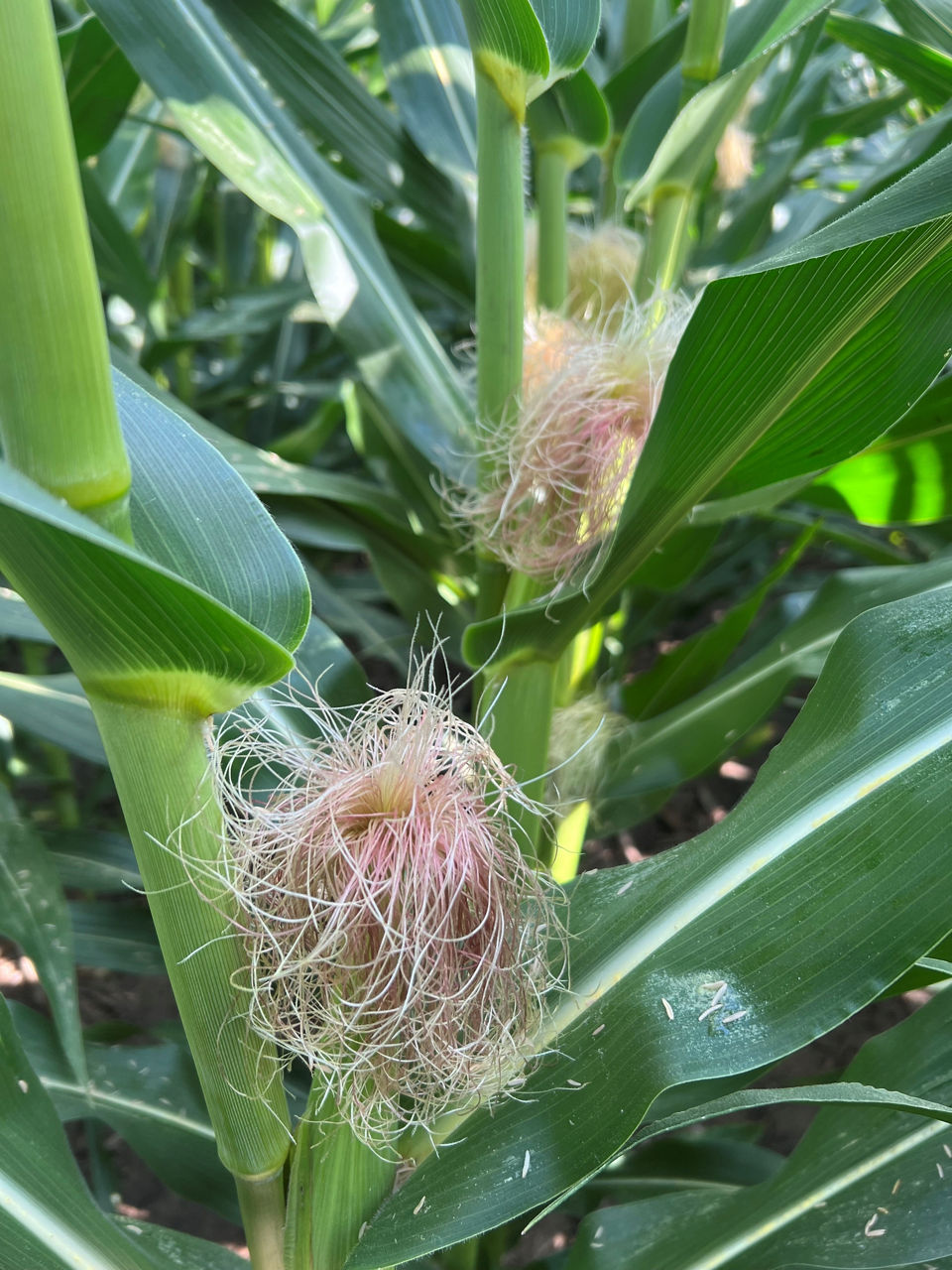 Receptive corn silk during pollination. 