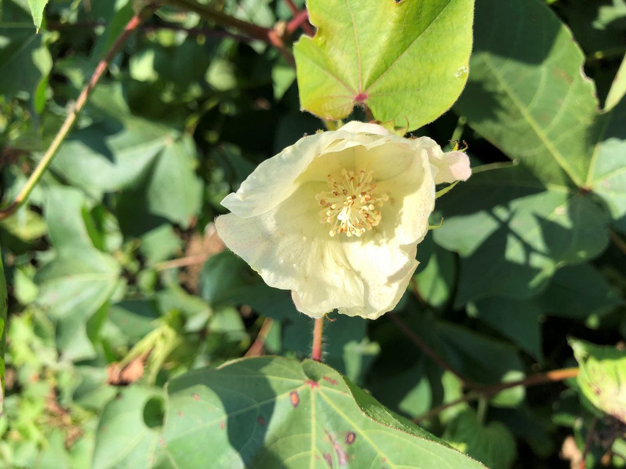 A ‘dirty’ cotton bloom due to plant bug feeding.
