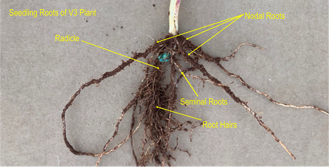 Figure 1:  Root system of a V3 corn plant. 