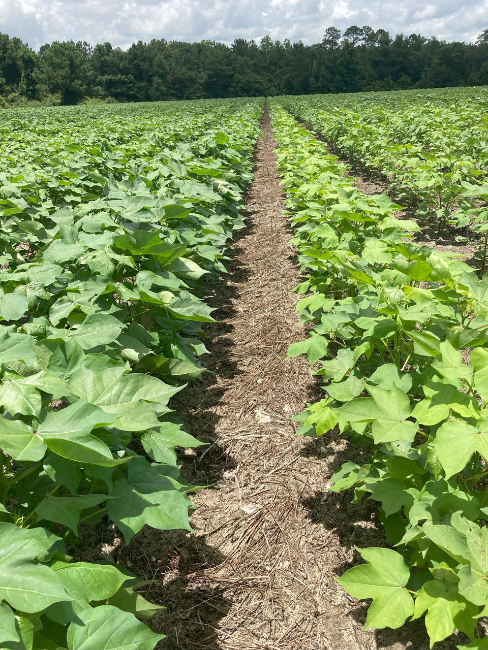 Stunted cotton plants with smaller and yellowed leaves on the left, indicative of nitrogen deficiency